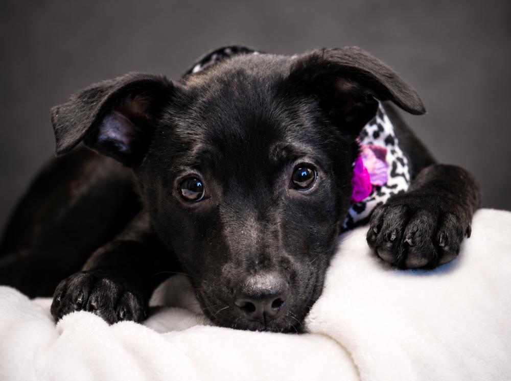 Puppies--Queenie, Piney and Banana, a ADOPTABLE mixed breed in Cheboygan, MI image 6/6
