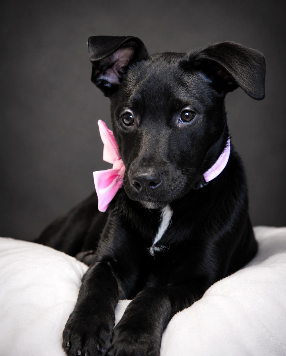 Puppies--Queenie, Piney and Banana, a ADOPTABLE mixed breed in Cheboygan, MI image 4/6