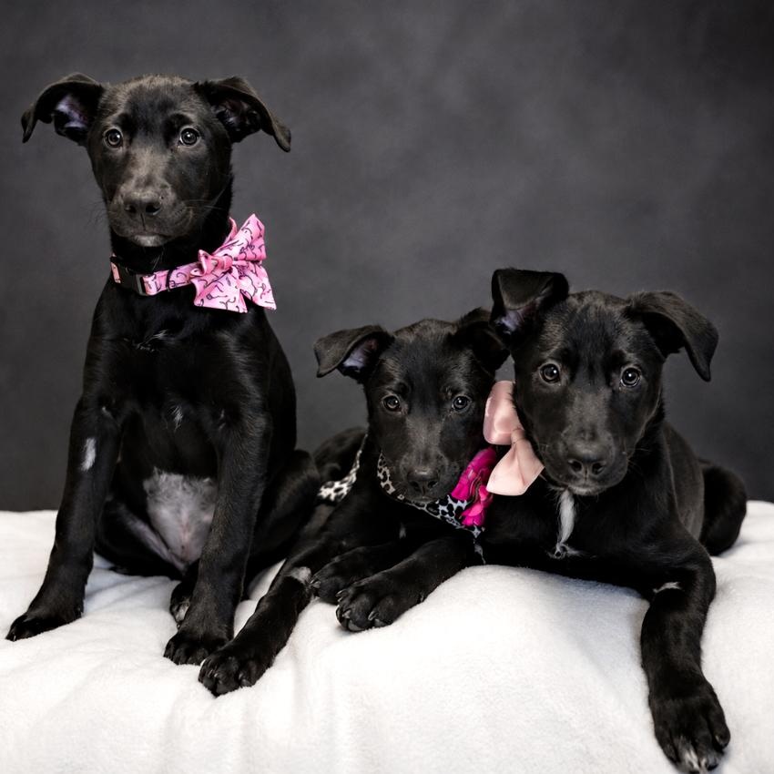 Puppies--Queenie, Piney and Banana, a ADOPTABLE mixed breed in Cheboygan, MI image 1/6