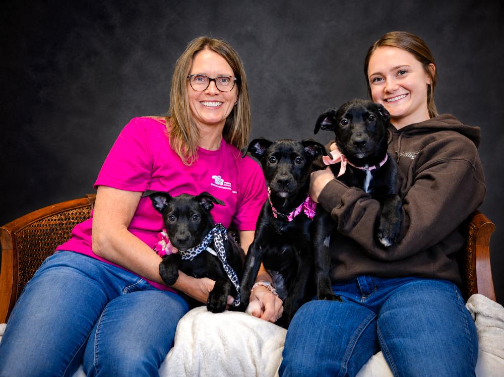 Puppies--Queenie, Piney and Banana, a ADOPTABLE mixed breed in Cheboygan, MI image 2/6