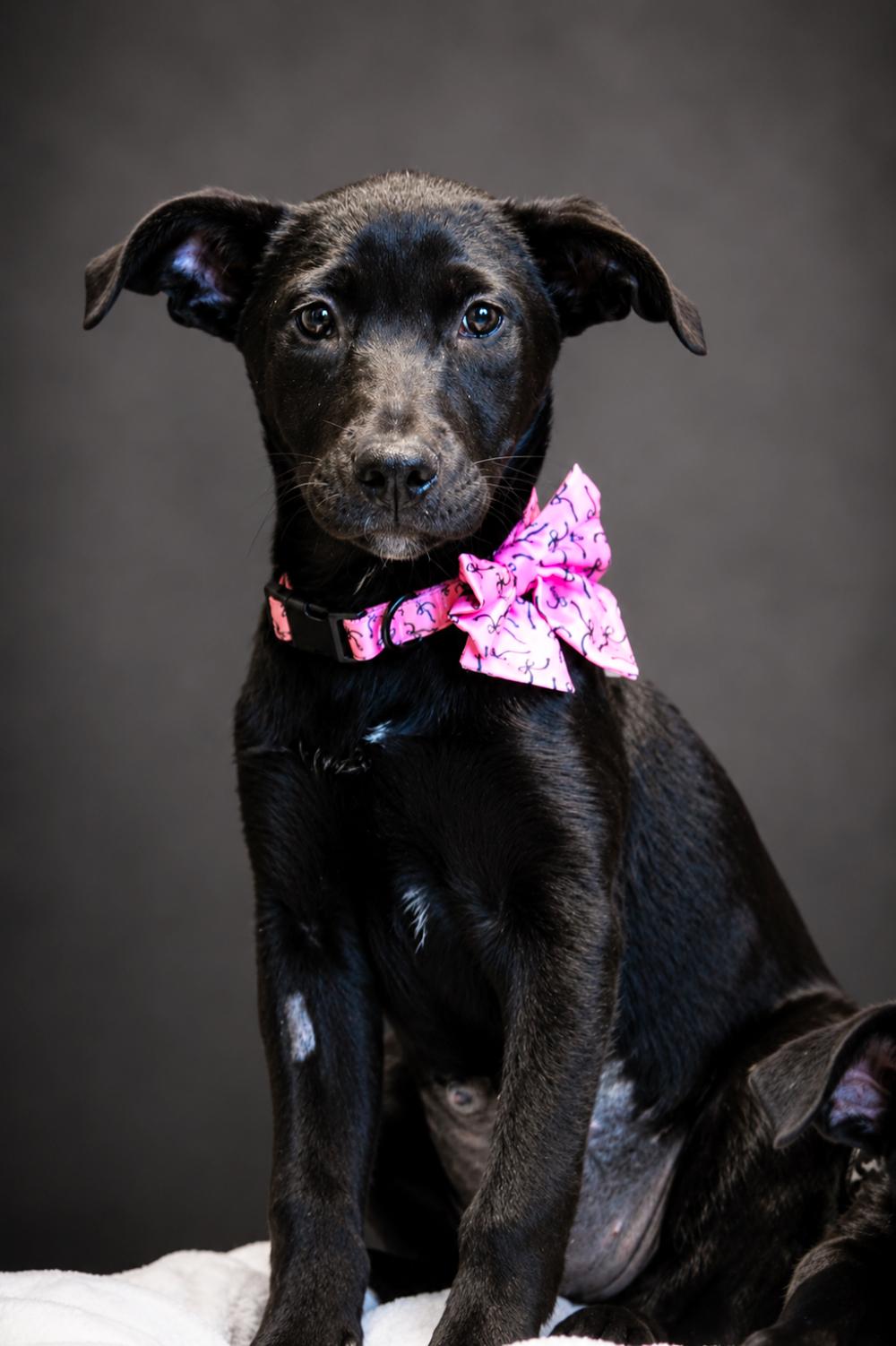 Puppies--Queenie, Piney and Banana, a ADOPTABLE mixed breed in Cheboygan, MI image 3/6