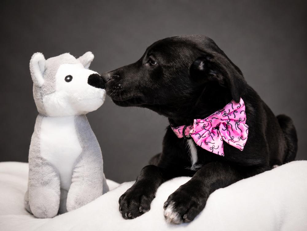 Puppies--Queenie, Piney and Banana, a ADOPTABLE mixed breed in Cheboygan, MI image 5/6