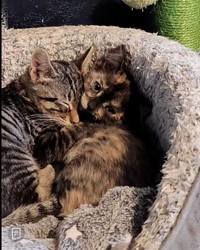 Weechee, adoptable, Kitten Male Domestic Short Hair.