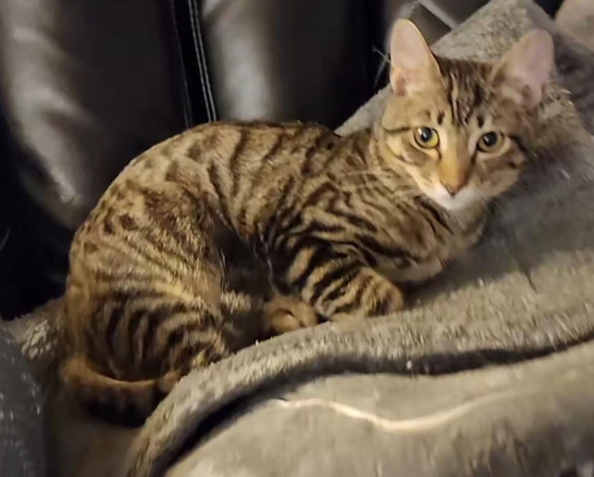 Weechee, adoptable, Kitten Male Domestic Short Hair.