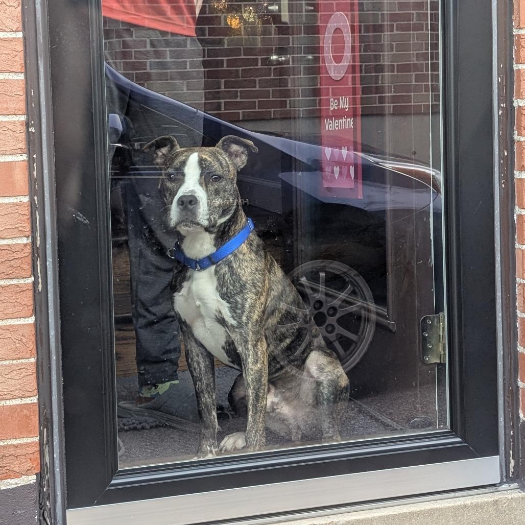 Z, a Adoptable Terrier in St. Louis, MO image 1/6