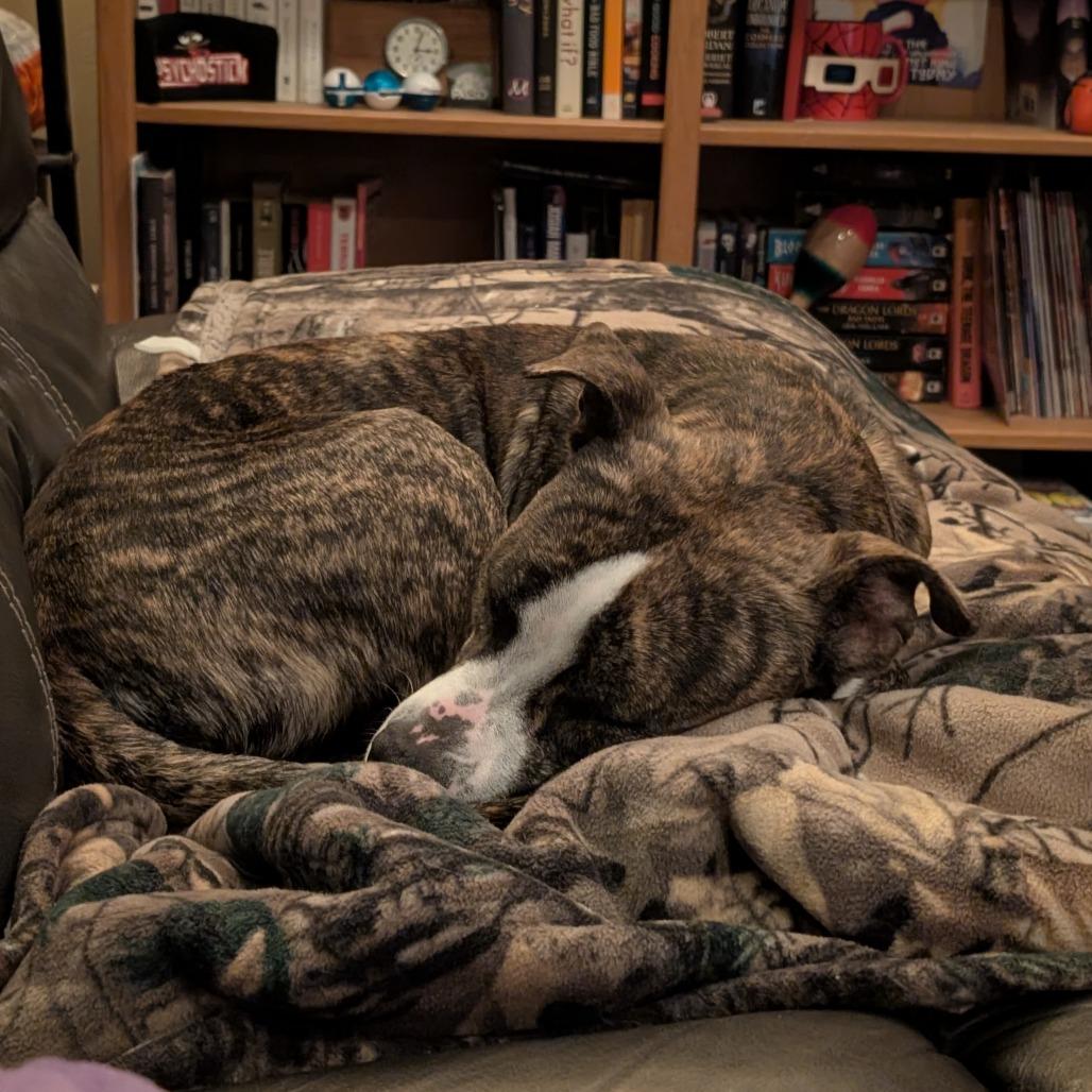 Z, a Adoptable Terrier in St. Louis, MO image 2/6