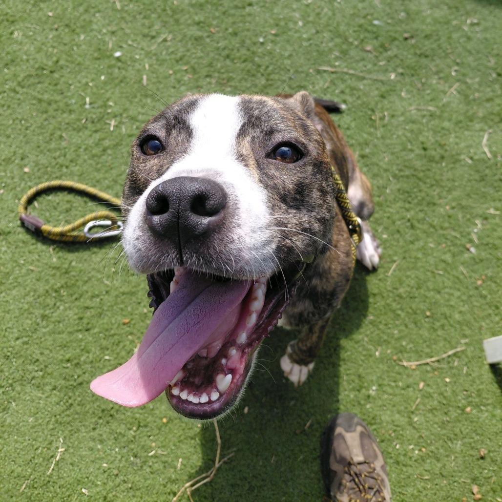 Z, a Adoptable Terrier in St. Louis, MO image 3/6