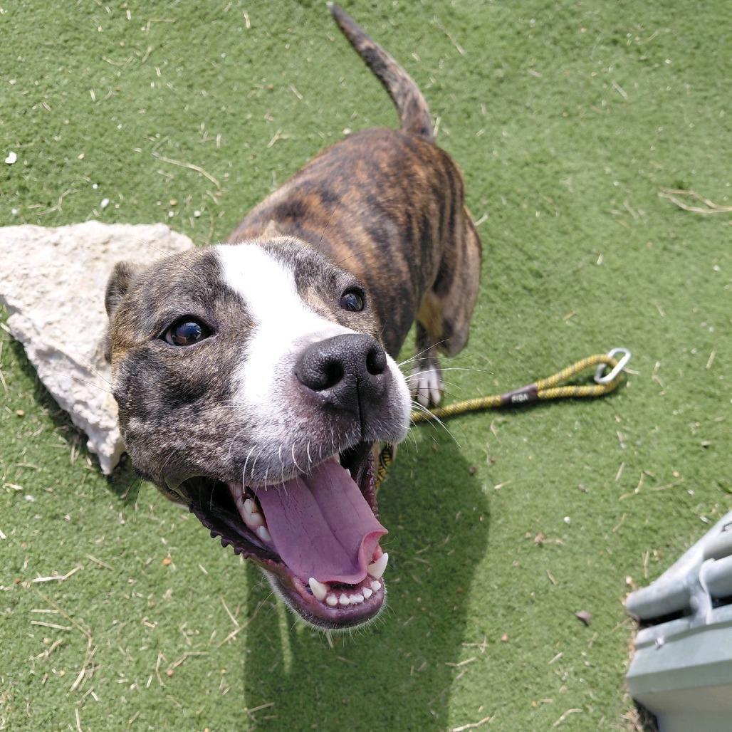Z, a Adoptable Terrier in St. Louis, MO image 4/6