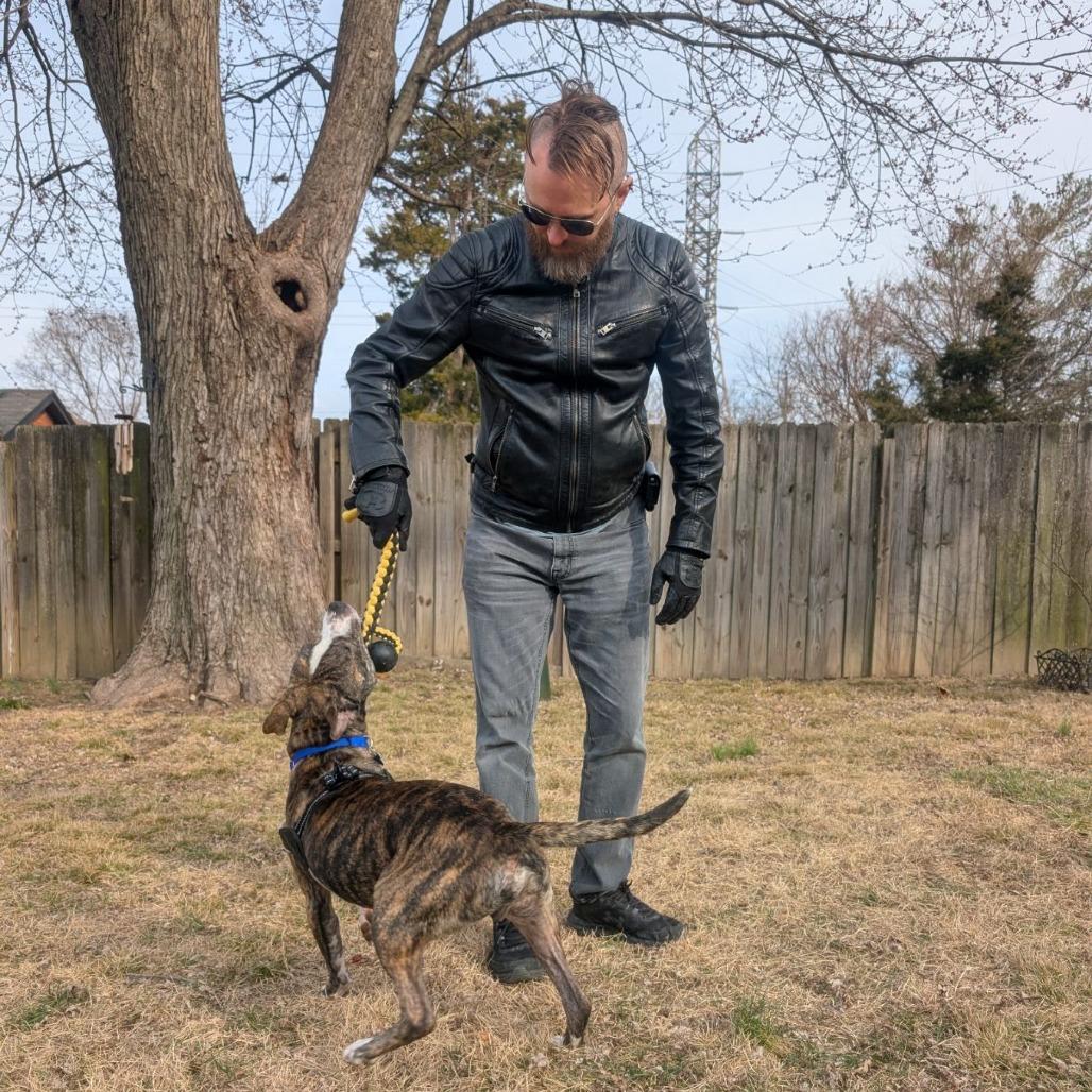 Z, a Adoptable Terrier in St. Louis, MO image 5/6