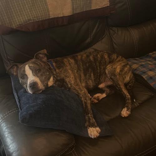 Z, a Adoptable Terrier in St. Louis, MO image 6/6