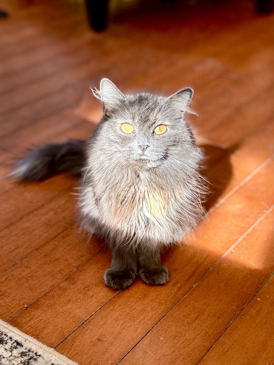 Peanut Butter, a Adoptable mixed breed in Mankato, MN image 1/3