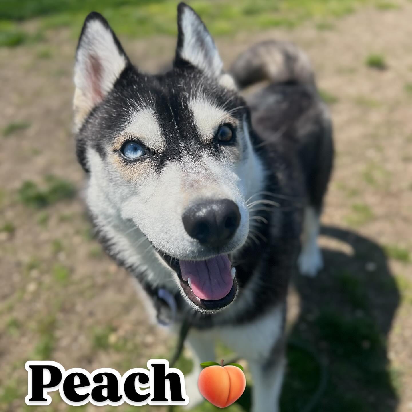Peach Tag #563, Adoptable, Young Female Husky.