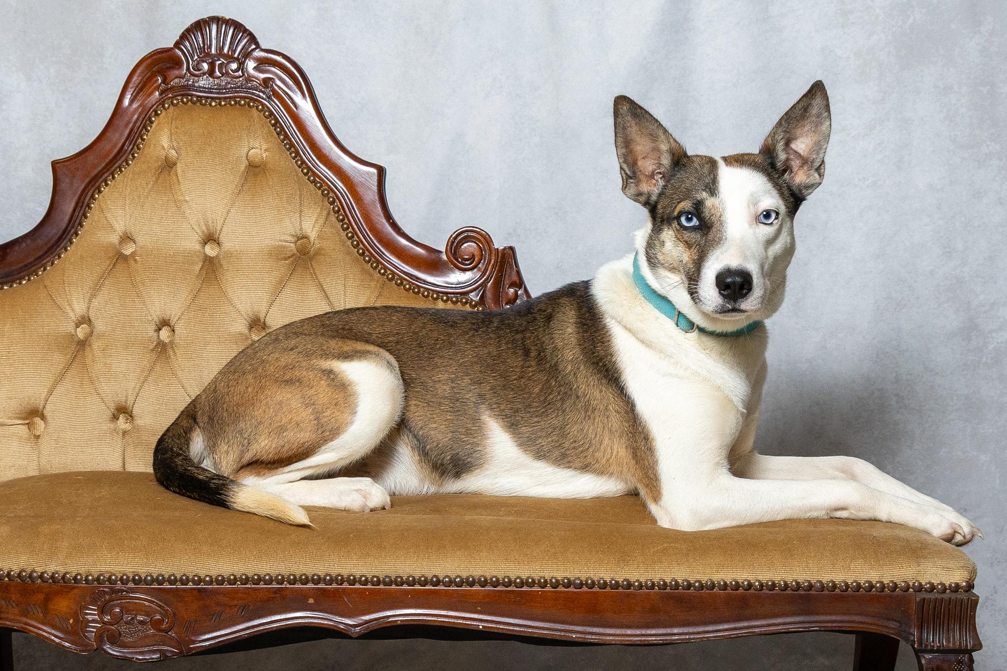 Enlarge Alana, a ADOPTABLE mixed breed in Lebanon, TN image 4/6