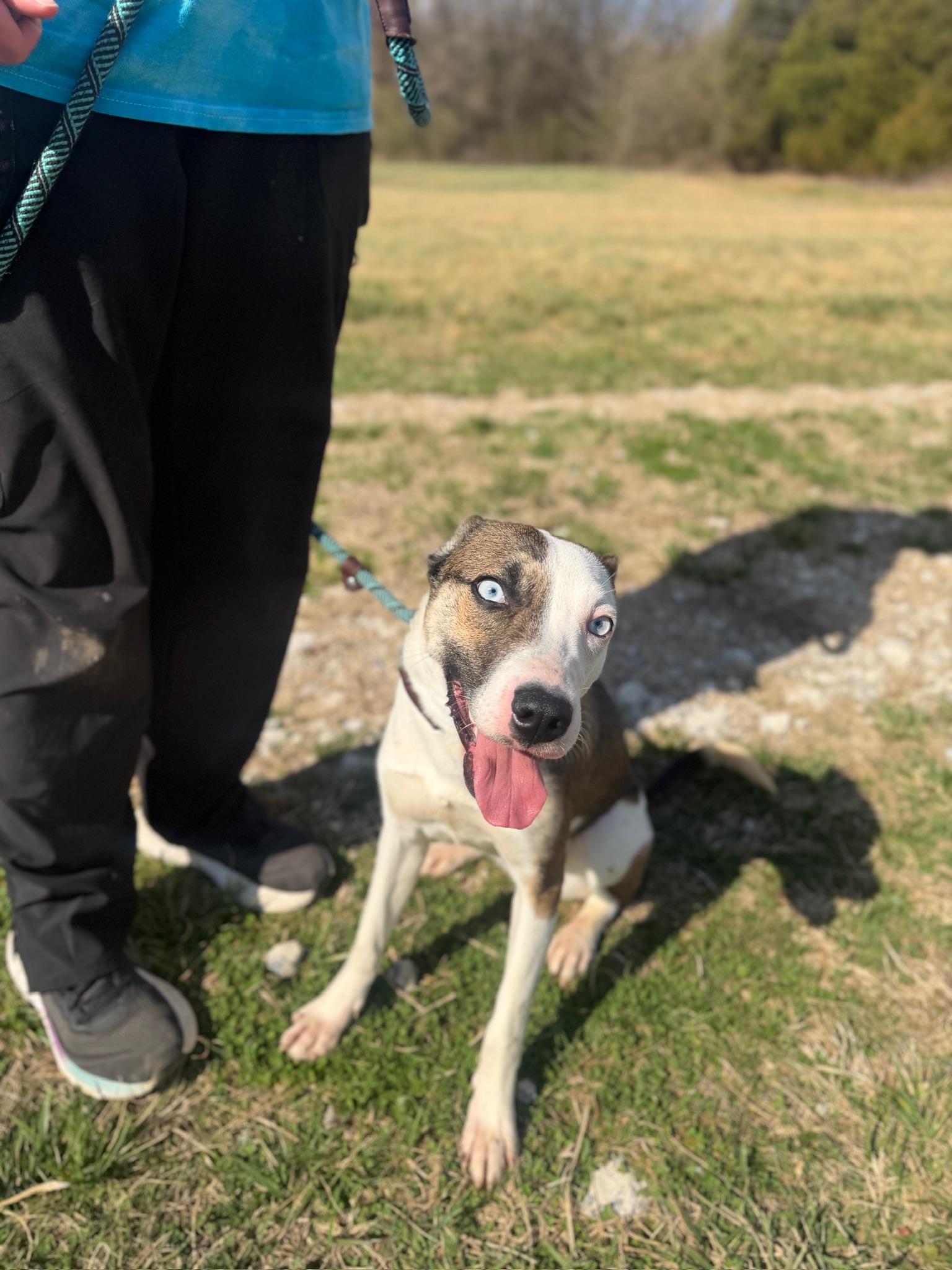 Alana, ADOPTABLE, Young Female Shepherd & Mixed Breed.