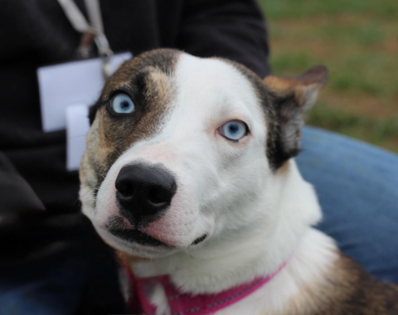 Enlarge Alana, a ADOPTABLE mixed breed in Lebanon, TN image 5/5