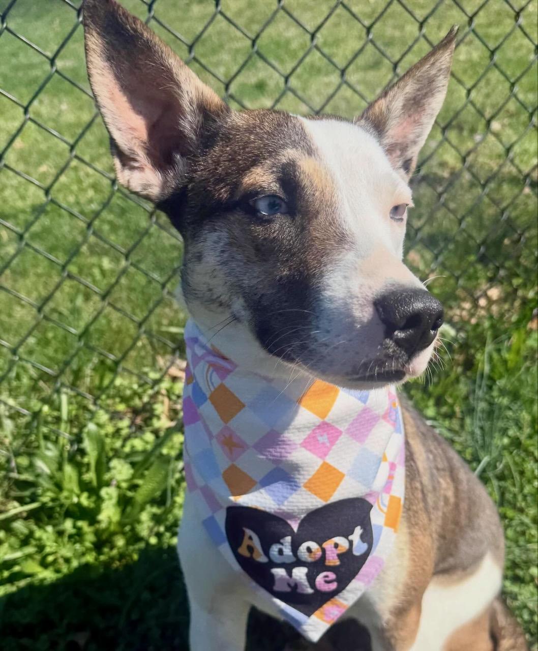 Alana, ADOPTABLE, Young Female Shepherd & Mixed Breed.