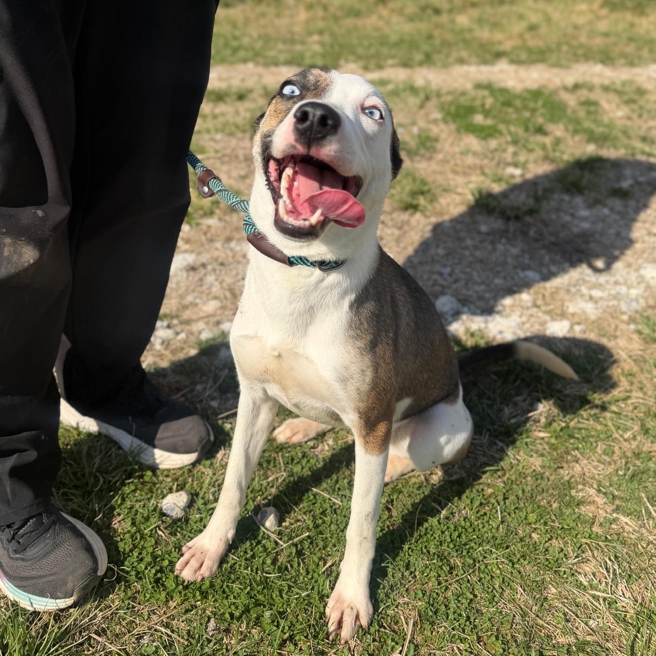 Enlarge Alana, a ADOPTABLE mixed breed in Lebanon, TN image 2/5