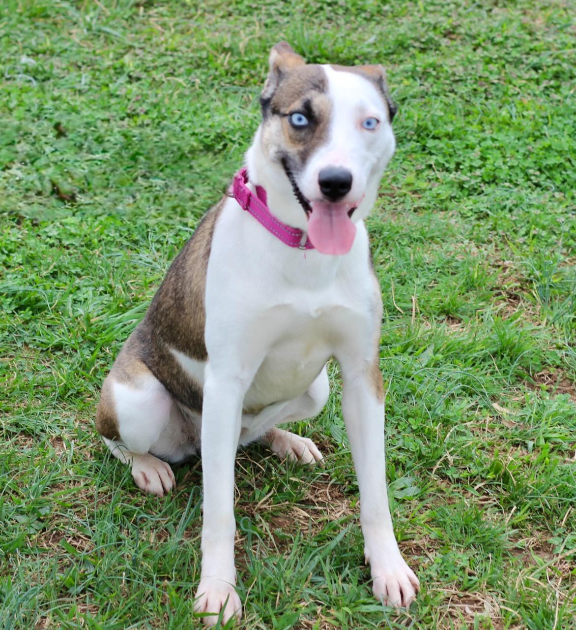 Enlarge Alana, a ADOPTABLE mixed breed in Lebanon, TN image 4/5