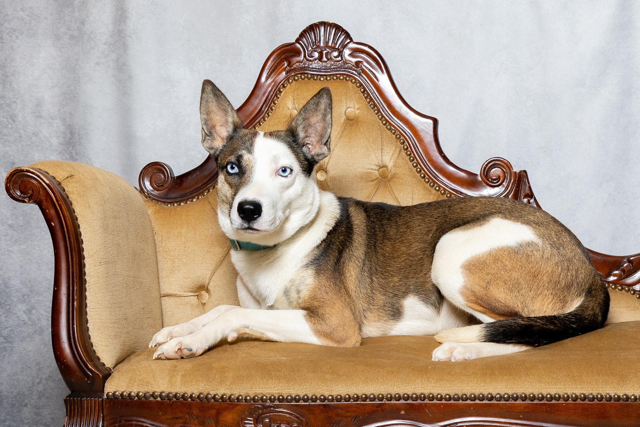 Enlarge Alana, a ADOPTABLE mixed breed in Lebanon, TN image 2/6