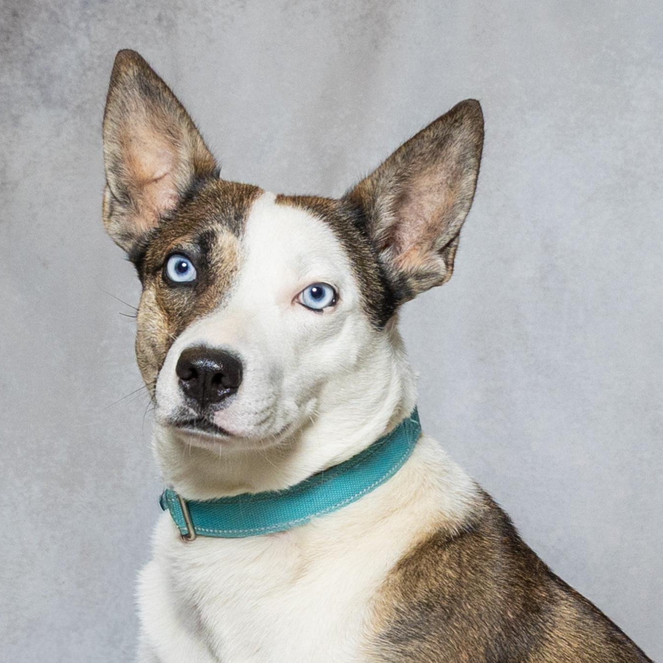 Alana, ADOPTABLE, Young Female Shepherd & Mixed Breed.