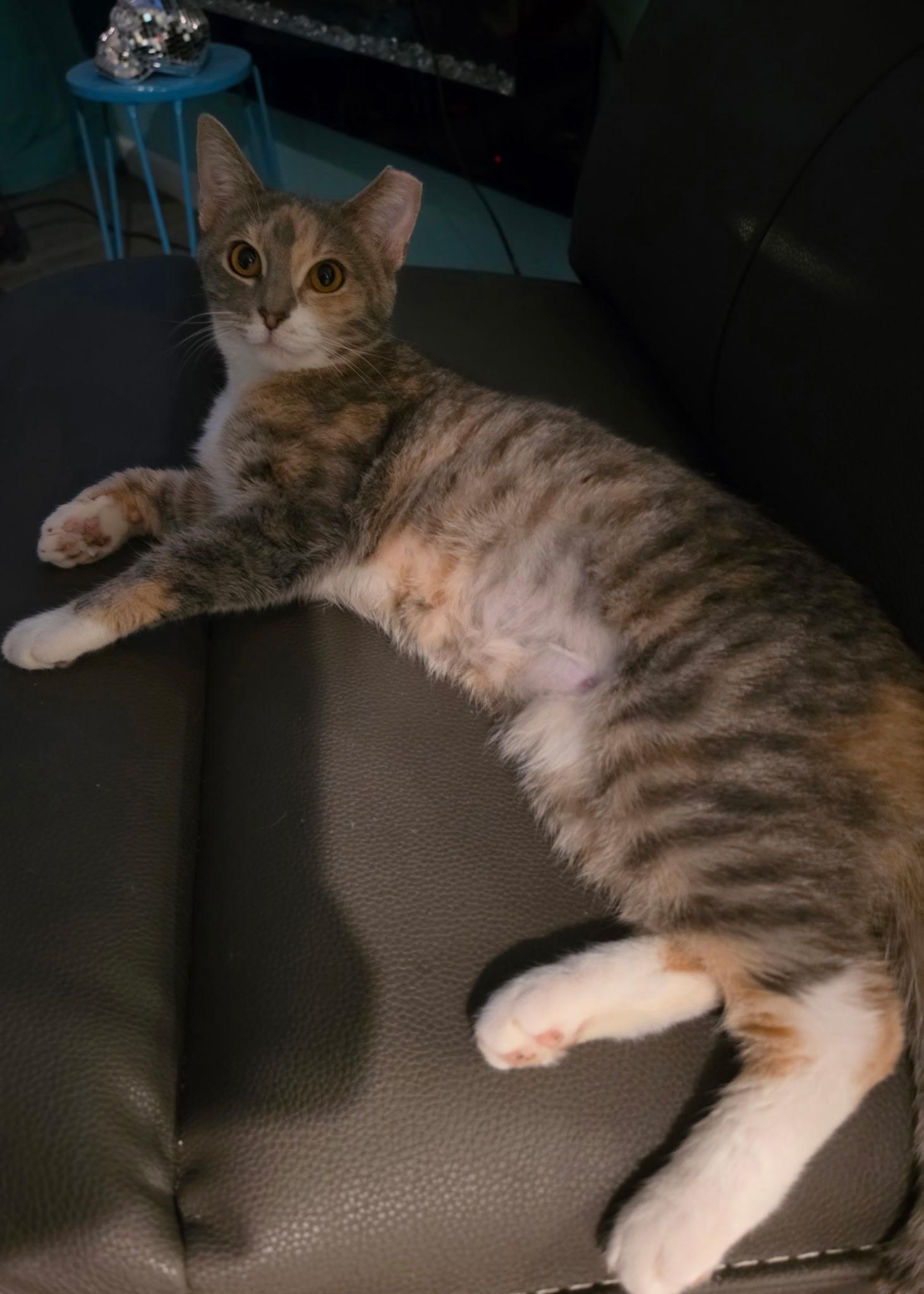 Enlarge Dolly, a Adoptable mixed breed in Louisville, KY image 2/3