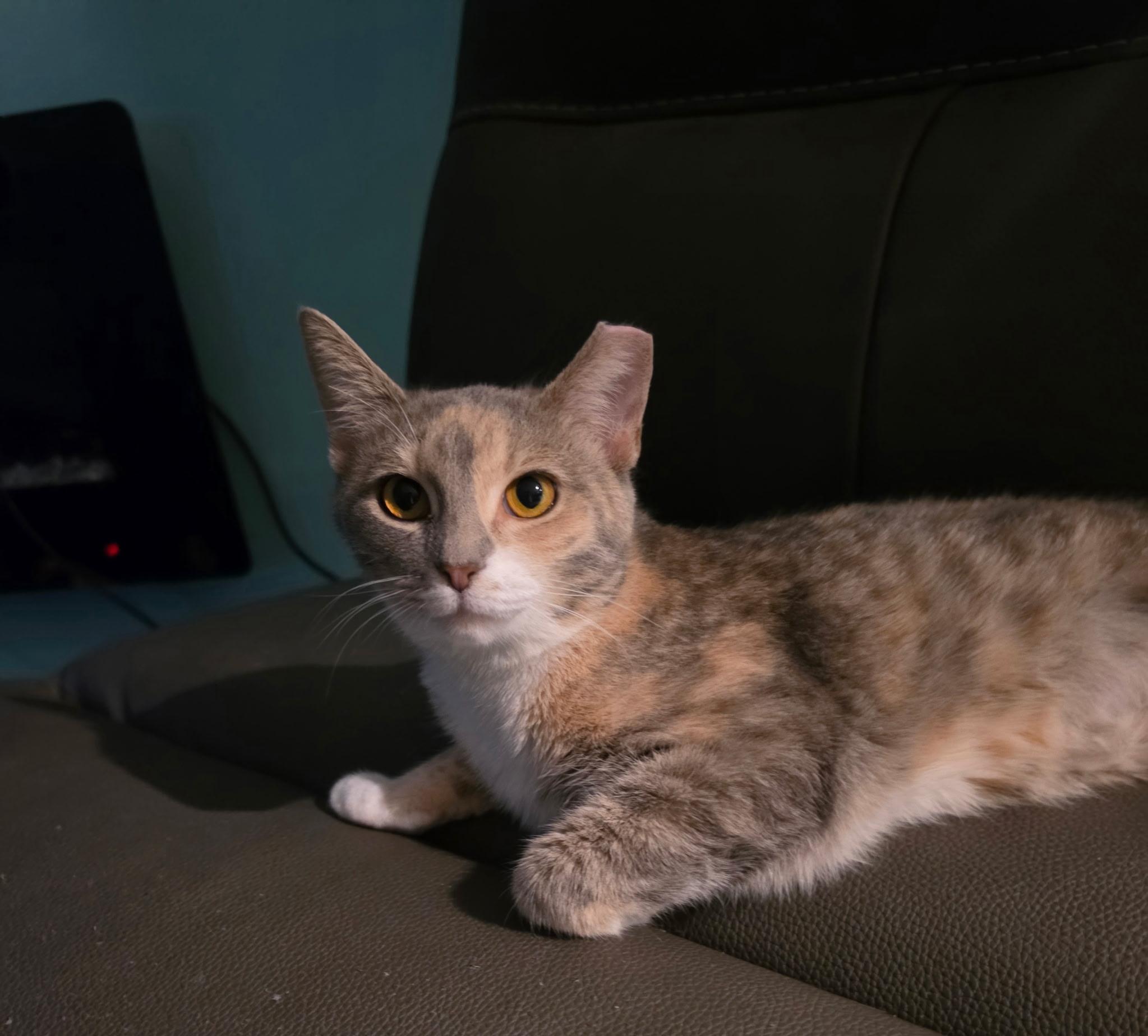 Dolly, Adoptable, Kitten Female Tortoiseshell & Domestic Short Hair.