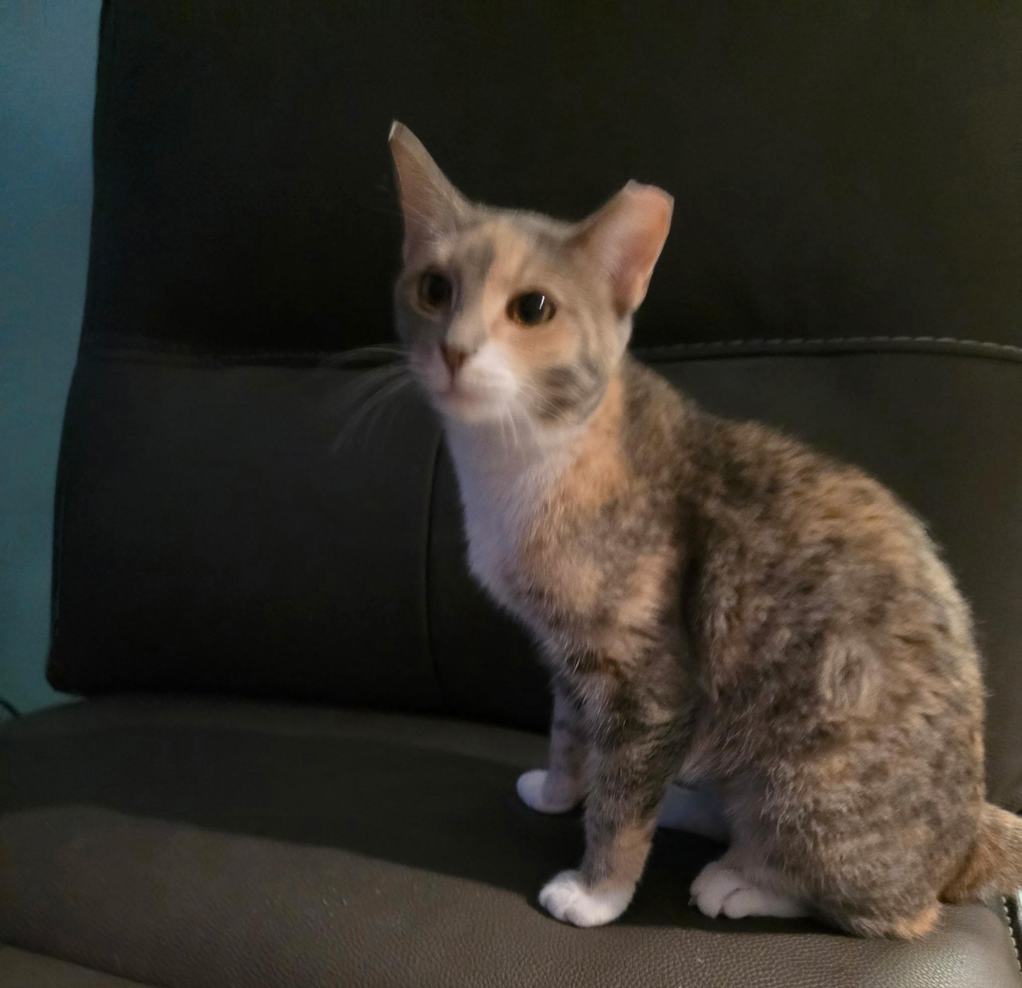 Enlarge Dolly, a Adoptable mixed breed in Louisville, KY image 3/3
