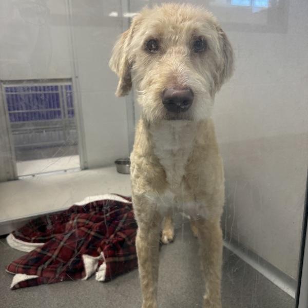 Wiley, Adoptable, Young Male Goldendoodle.