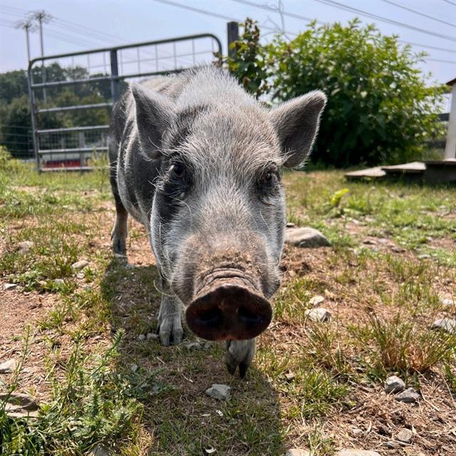 MAPLE, Adoptable, Adult Female Pig.