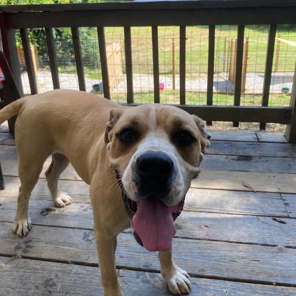 Enlarge Nugget (Adoption Fee-SPONSORED!), a Adoptable Mixed Breed in Alabaster, AL image 5/6