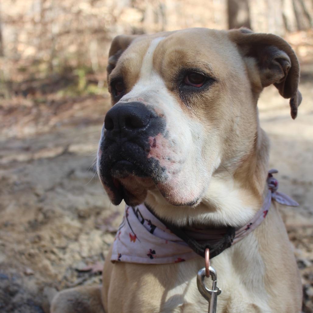 Enlarge Nugget (Adoption Fee-SPONSORED!), a Adoptable Mixed Breed in Alabaster, AL image 6/6