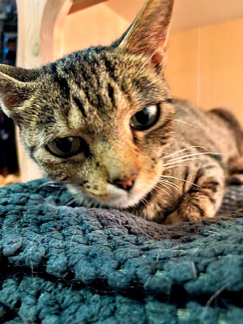 Enlarge Susie, a ADOPTABLE Domestic Short Hair in Pittsburgh, PA image 2/4