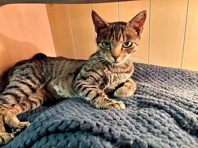 Enlarge Susie, a ADOPTABLE Domestic Short Hair in Pittsburgh, PA image 4/4