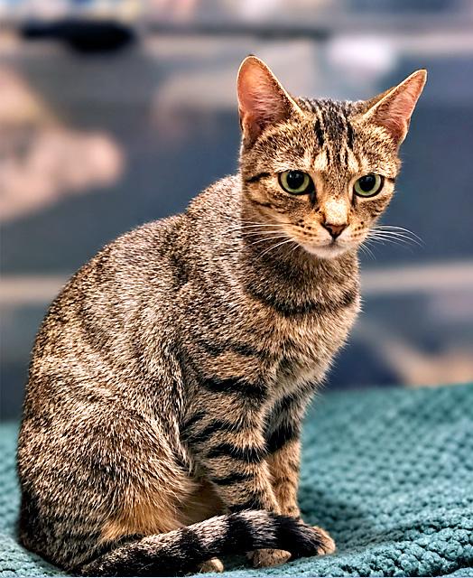 Susie, ADOPTABLE, Young Female Domestic Short Hair.