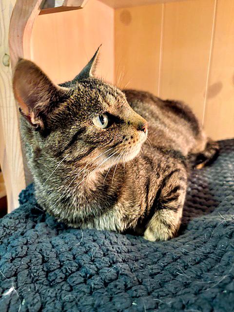 Enlarge Susie, a ADOPTABLE Domestic Short Hair in Pittsburgh, PA image 3/4