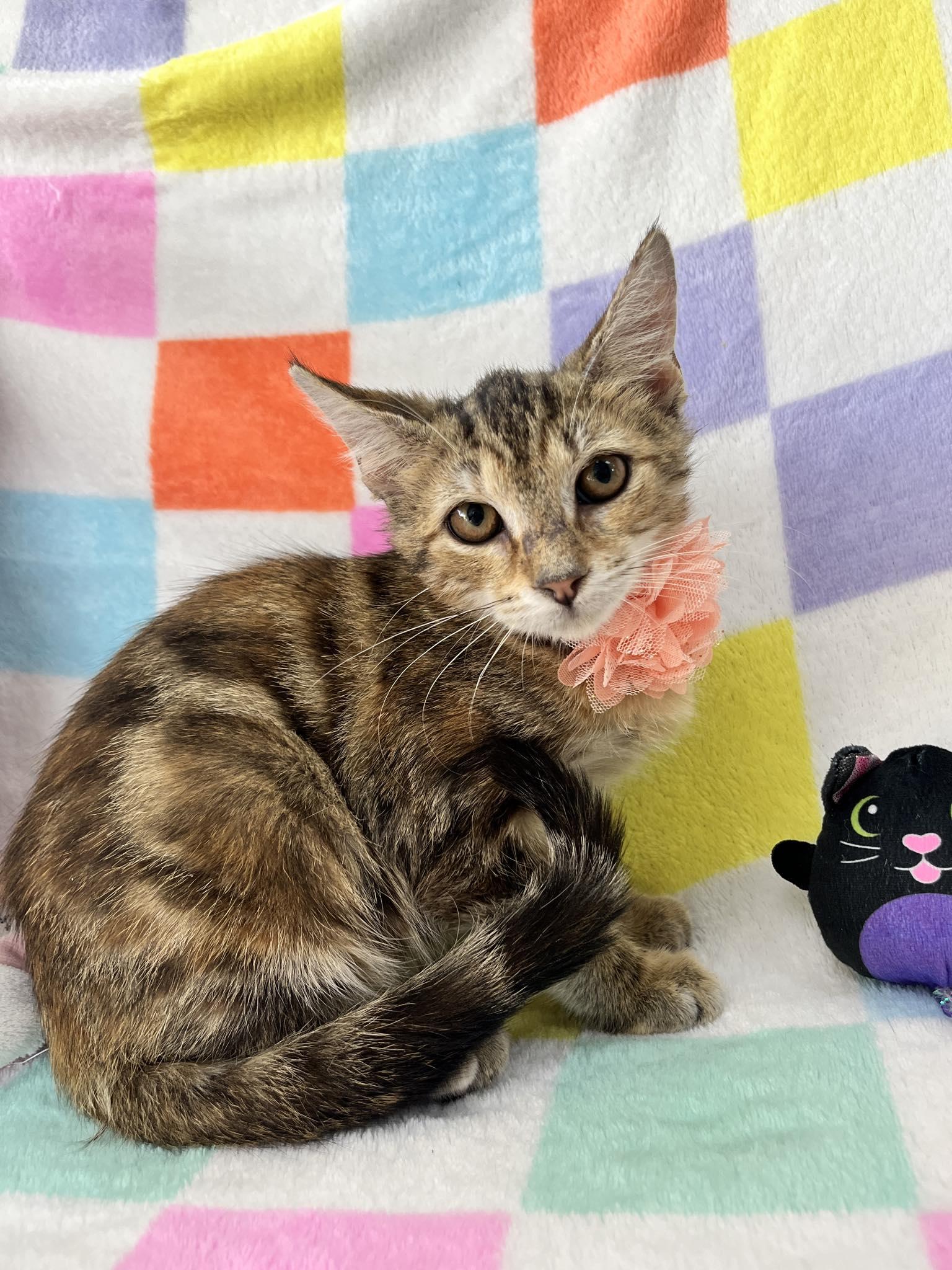 Magic, Adoptable, Kitten Female Torbie.