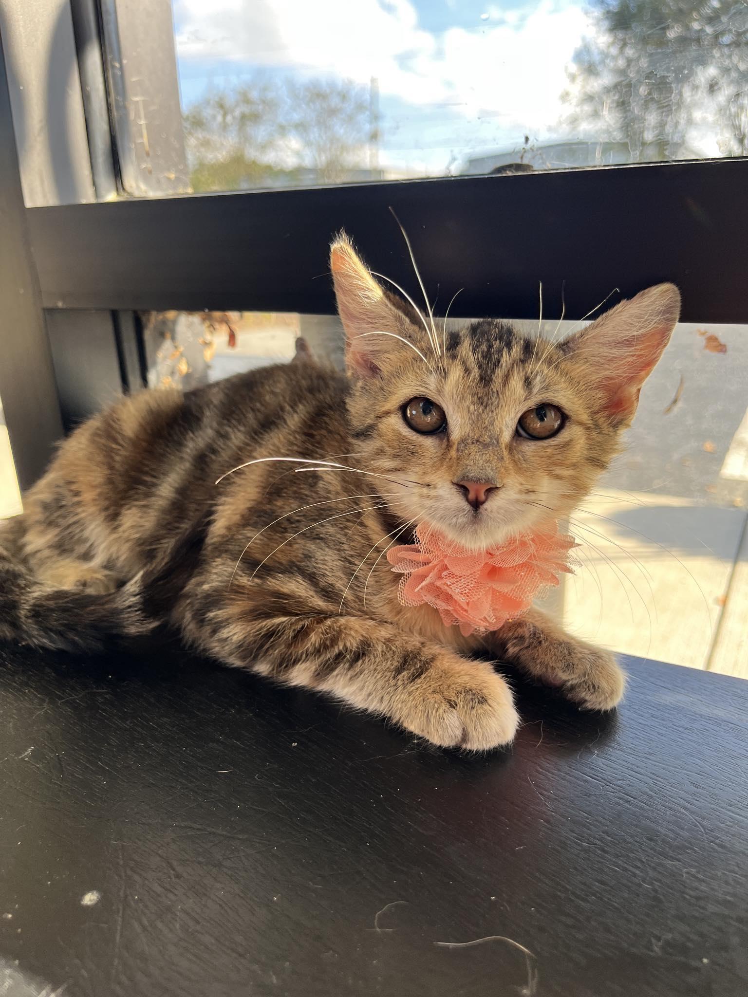 Enlarge Magic, a Adoptable Torbie in Tavares, FL image 2/2