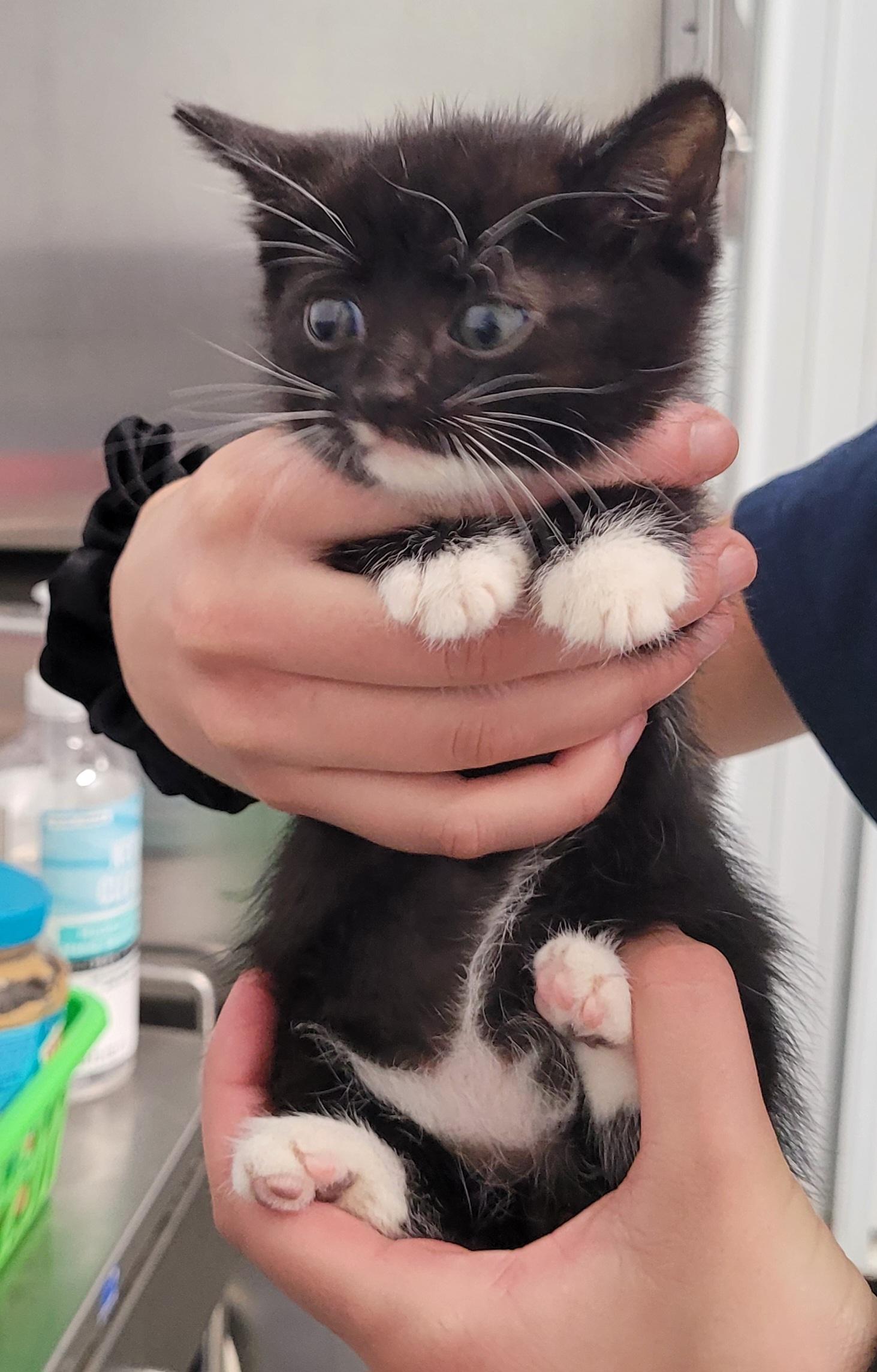 Oreo 4