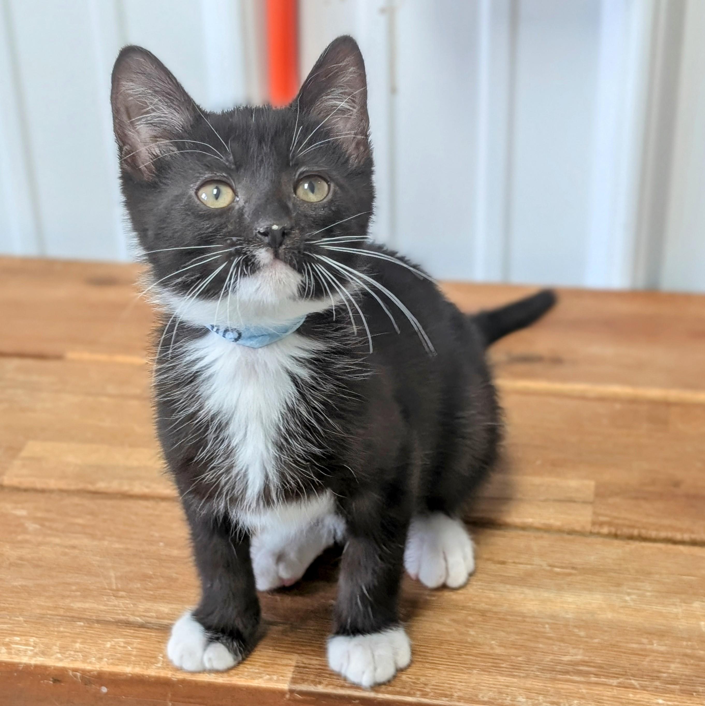 Oreo