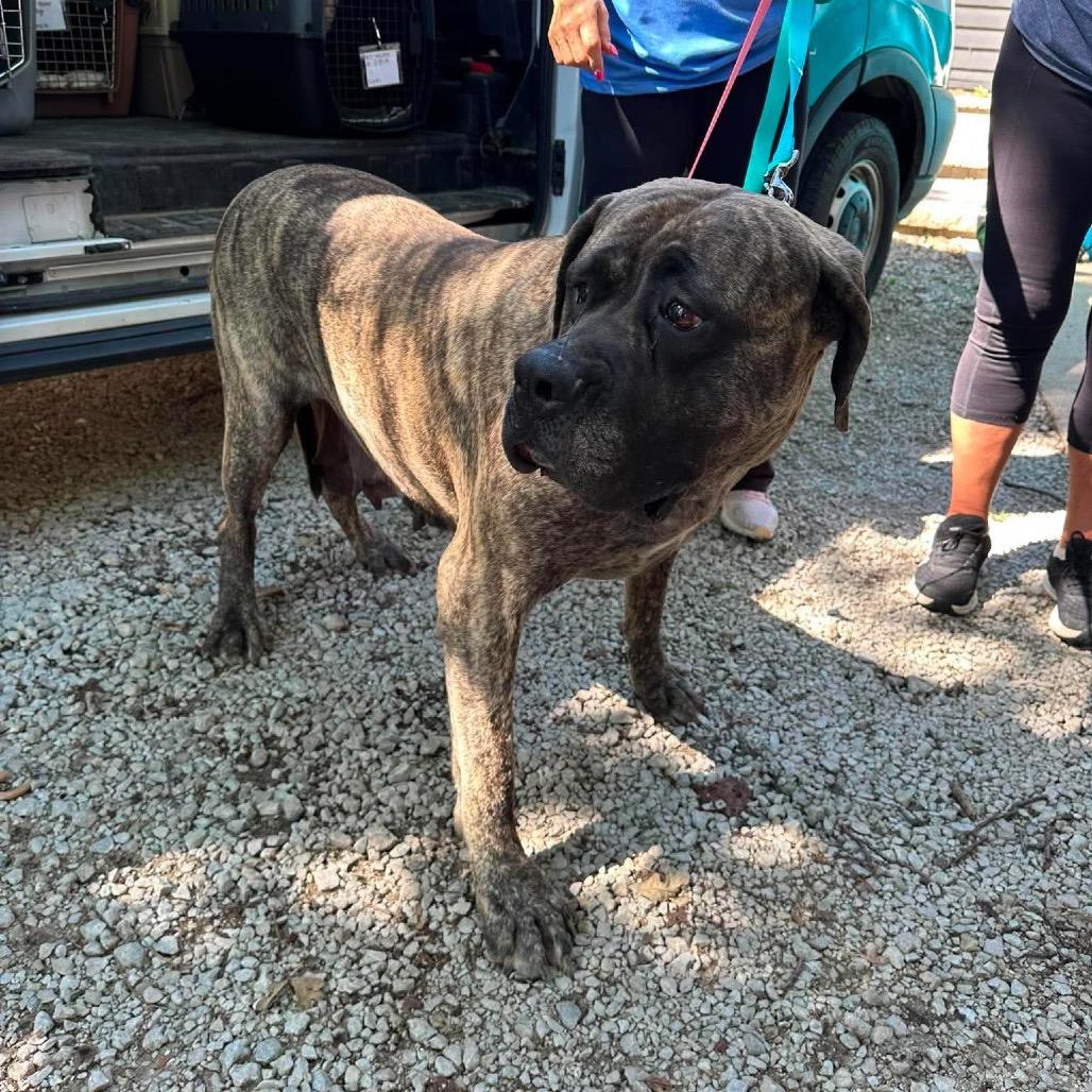 Enlarge Joan Crawford, a Adoptable Mastiff in St. Charles, IL image 1/6
