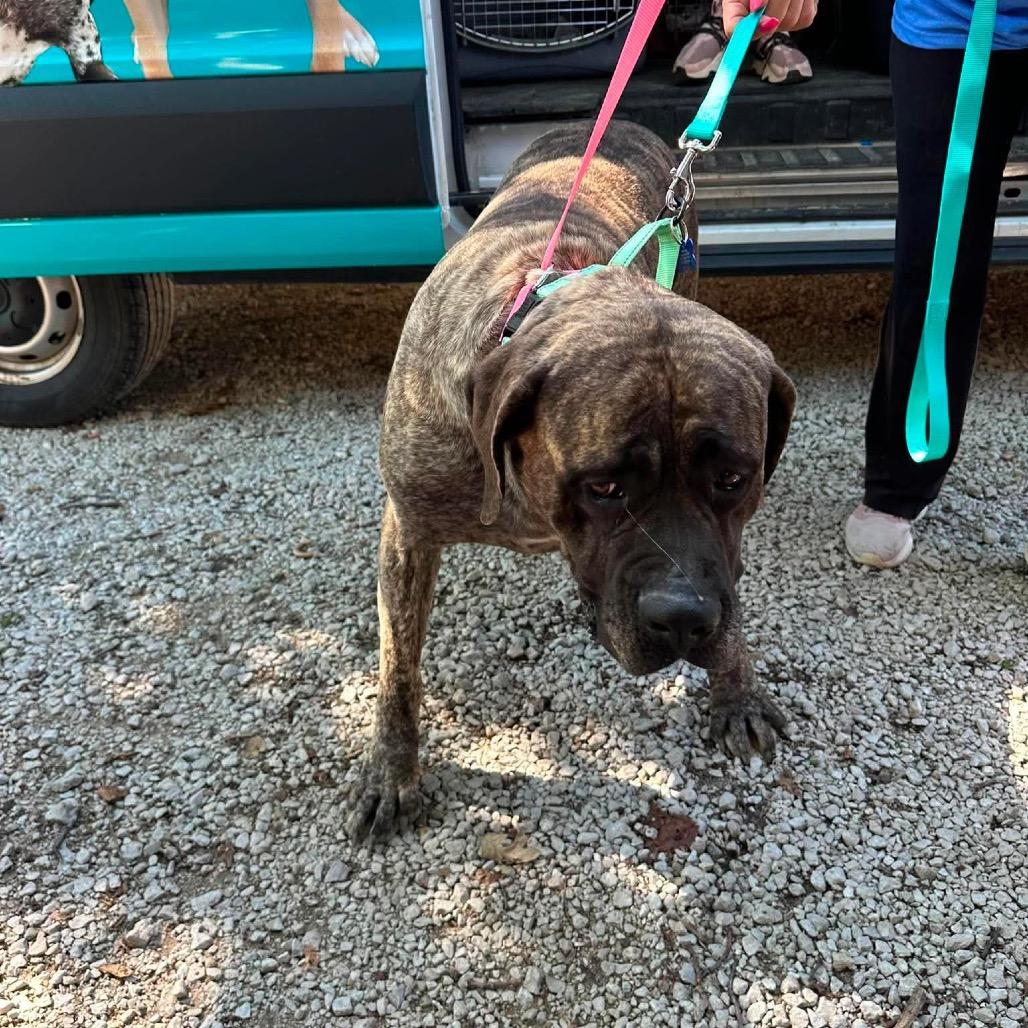 Enlarge Joan Crawford, a Adoptable Mastiff in St. Charles, IL image 2/6