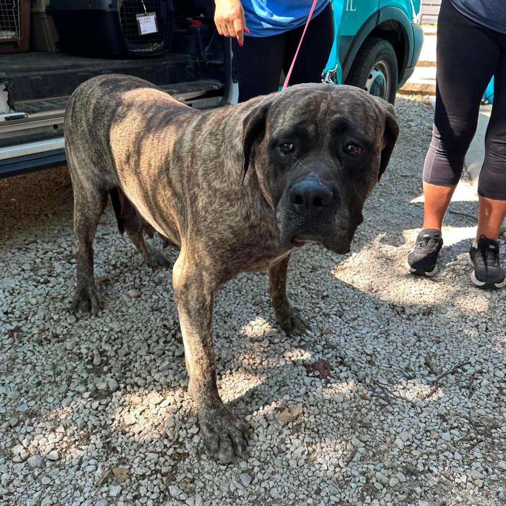 Enlarge Joan Crawford, a Adoptable Mastiff in St. Charles, IL image 3/6