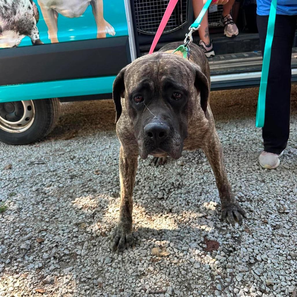 Enlarge Joan Crawford, a Adoptable Mastiff in St. Charles, IL image 4/6