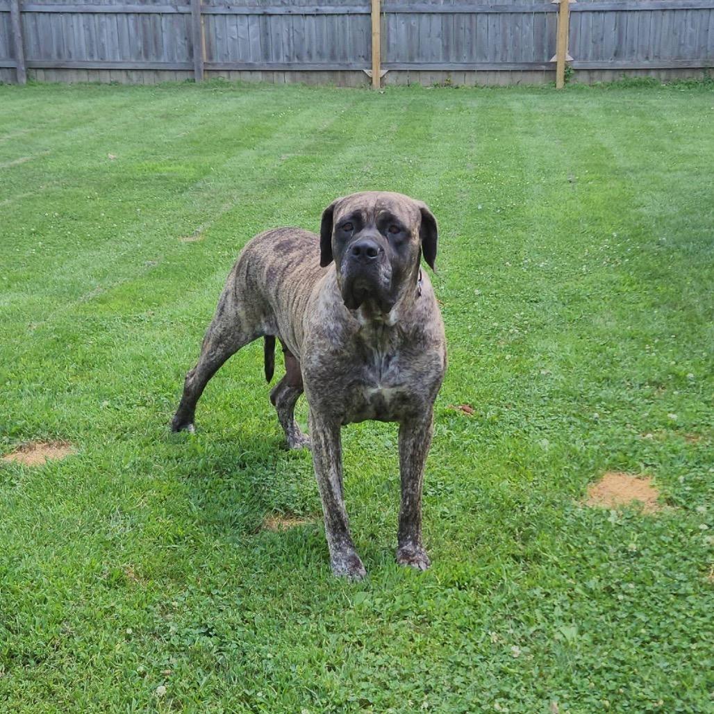 Enlarge Joan Crawford, a Adoptable Mastiff in St. Charles, IL image 5/6