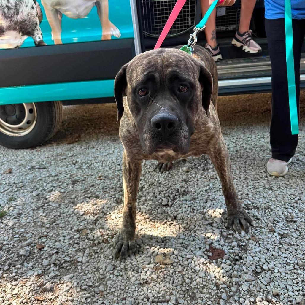 Enlarge Joan Crawford, a Adoptable Mastiff in St. Charles, IL image 6/6