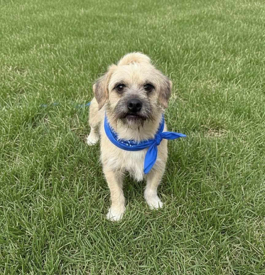 Enlarge Pip, an adopted Border Terrier in Palm springs, FL image 1/1