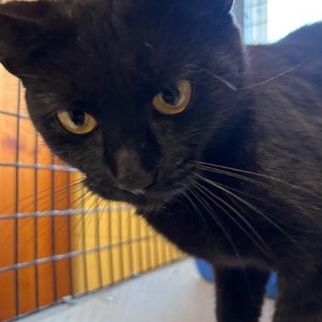 Bubbles - A Black Beauty!