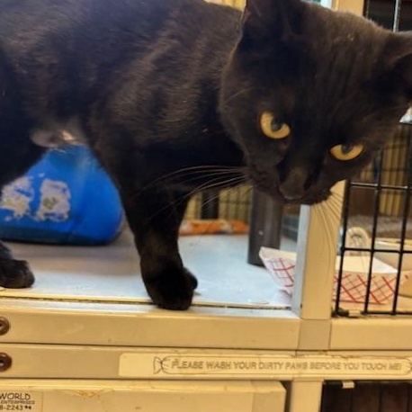 Bubbles - A Black Beauty!