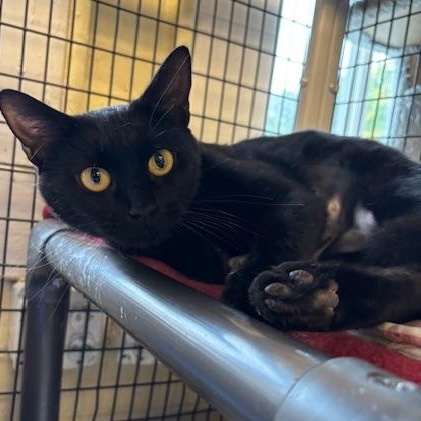 Bubbles - A Black Beauty!