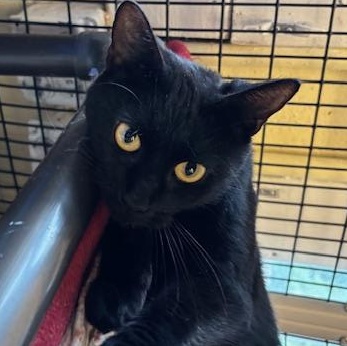 Bubbles - A Black Beauty!